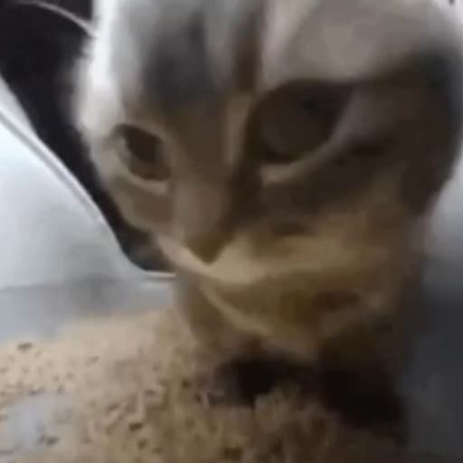 чипи чипи чапа чапа дуби дуби даба даба