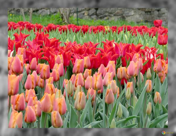 А в парках городских тюльпаны расцвели