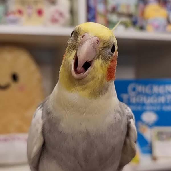 Звук попугая из Тик Тока на смс