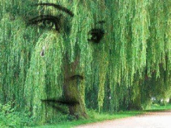 ﻿Горько плакала ива