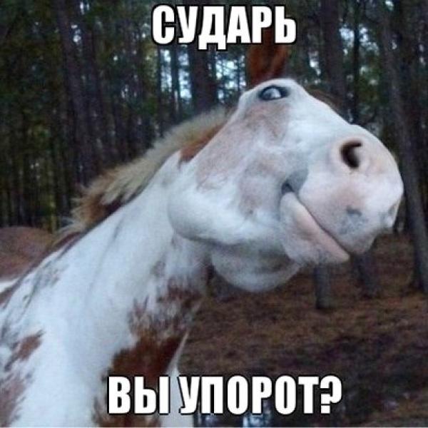 Сударь, конь звонит!